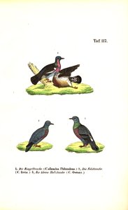 Europäische Wildtauben von J. W. Tenhaeff