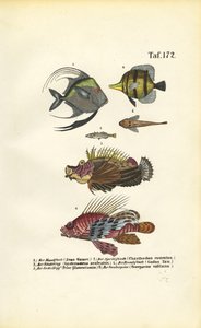 Exotische Meeresfische