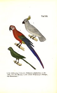 Exotische Papageienarten