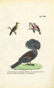 Exotische Taubenarten und Viktoria-Krontaube