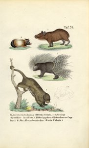 Exotische Nagetiere
