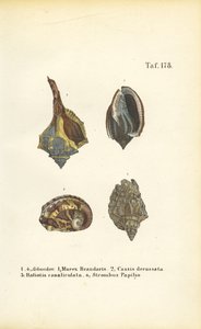 Exotische Meeresschnecken
