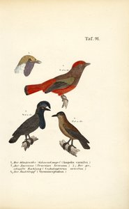 Exotische Singvögel aus Südamerika