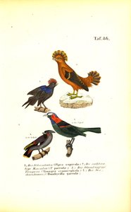 Exotische Singvögel aus Südamerika