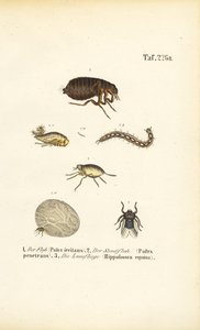 Floh, Sandfloh und Pferdefliege mit Entwicklungsstadien von J. W. Tenhaeff