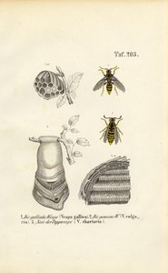 Französische Wespe, Gemeine Wespe und Papierwespennest von J. W. Tenhaeff