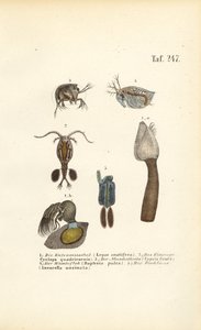 Süßwasser-Krustentiere und schalenbildende Mikroorganismen