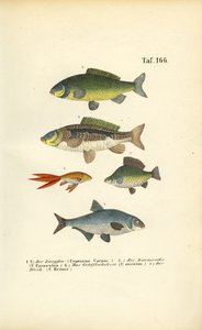 Süßwasserfische der Karpfenfamilie