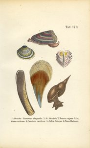 Süßwasserschnecken und Meeresmuscheln