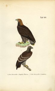 Steinadler und Schreiadler