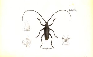 Großer Eichenbockkäfer von J. W. Tenhaeff