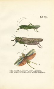 Großes Grünes Heupferd, Wanderheuschrecke und Rotflügelige Heuschrecke von J. W. Tenhaeff