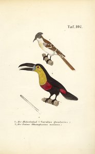 Häherkuckuck und Tukan