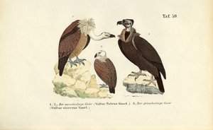 Gänsegeier und Mönchsgeier von J. W. Tenhaeff