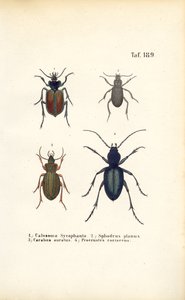Laufkäfer der Familien Carabidae und Platyninae von J. W. Tenhaeff