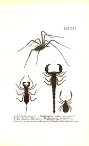 Weberknecht und Skorpione von J. W. Tenhaeff