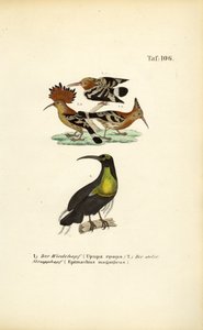 Wiedehopf und Prachtparadiesvogel