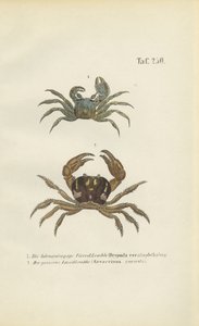 Hornaugen-Geisterkrabbe und Landkrabbe von J. W. Tenhaeff