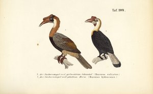 Hörnervögel aus Südostasien
