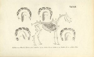 Pferdeanatomie: Skelett und Zahnentwicklung