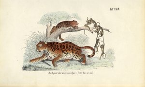 Jaguar und Affen