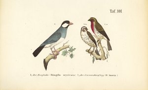 Java-Sperling und Karmingimpel von J. W. Tenhaeff