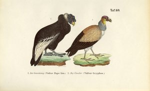 Königsgeier und Andenkondor von J. W. Tenhaeff