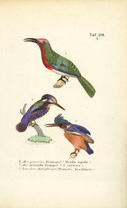 Eisvögel und Brasilianischer Honigsauger