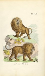 Löwen in verschiedenen Posen von J. W. Tenhaeff