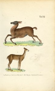 Lama und Vikunja