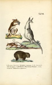 Beuteltiere aus Amerika und Australien