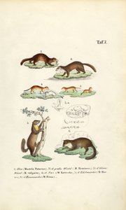 Marderarten mit Schädelillustration
