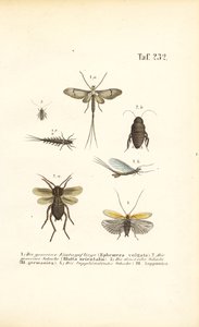 Eintagsfliegen und Kakerlaken von J. W. Tenhaeff