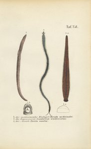 Medizinischer Blutegel, Regenwurm und Nereis von J. W. Tenhaeff