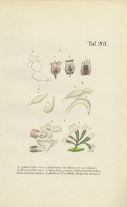 Mikroskopische Rädertierchen: Brachionus, Ichthyidium, Chaetonotus und Melicerta