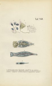 Mikroskopische Einzeller: Glockentierchen, Rädertierchen und Plattwurm
