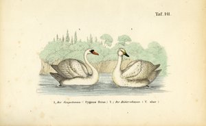 Höckerschwan und Singschwan von J. W. Tenhaeff