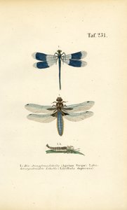 Einheimische Libellenarten mit Larvenentwicklung von J. W. Tenhaeff