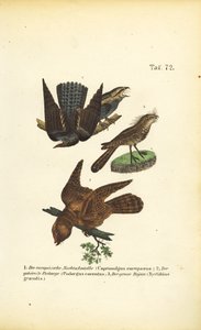 Ziegenmelker und verwandte Arten