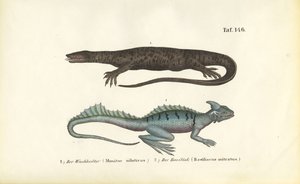 Nilwaran und Helmbasilisk
