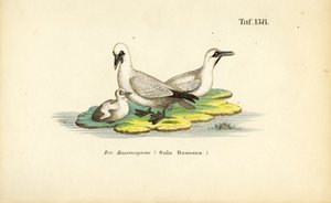 Basstölpel mit Jungtier von J. W. Tenhaeff