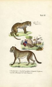 Ozelot, Gepard und Gepardenjagd