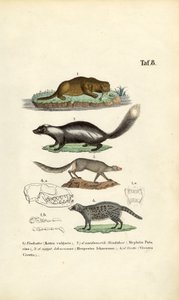 Otter, Stinktier, Ichneumon und Zibetkatze mit Schädelillustrationen