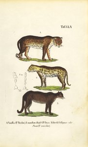 Panther, Jaguar und Puma