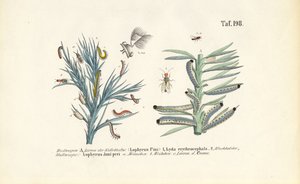 Kiefernschwebfliegenlarven und ihre Entwicklung von J. W. Tenhaeff