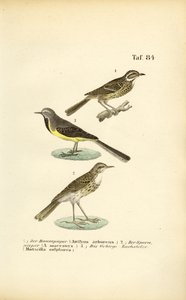Pieper und Bachstelzenarten von J. W. Tenhaeff