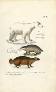 Eisbär, Dachs und Vielfraß mit anatomischen Details