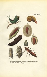 Pussmotte-Raupe und Insektenpuppen von J. W. Tenhaeff