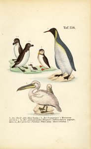 Tordalk, Papageitaucher, Königspinguin und Pelikan