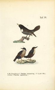 Ringdrossel und Wasseramsel von J. W. Tenhaeff